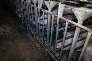 Sows in sow stalls - Captured at Midland Bacon, Carag Carag VIC Australia.