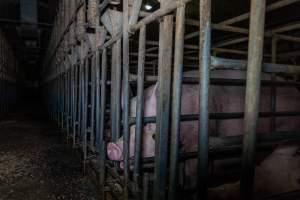 Sows in sow stalls - Captured at Midland Bacon, Carag Carag VIC Australia.