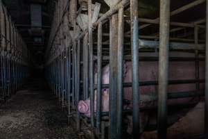 Sows in sow stalls - Captured at Midland Bacon, Carag Carag VIC Australia.