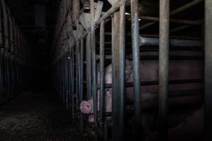 Sows in sow stalls - Captured at Midland Bacon, Carag Carag VIC Australia.