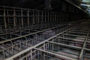 Sows in sow stalls - Captured at Midland Bacon, Carag Carag VIC Australia.