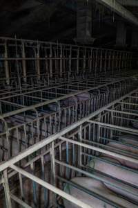 Sows in sow stalls - Captured at Midland Bacon, Carag Carag VIC Australia.