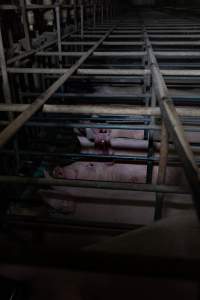 Sows in sow stalls - Captured at Midland Bacon, Carag Carag VIC Australia.