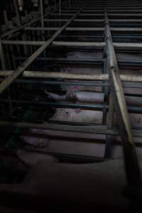 Sows in sow stalls - Captured at Midland Bacon, Carag Carag VIC Australia.