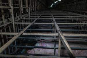 Sows in sow stalls - Captured at Midland Bacon, Carag Carag VIC Australia.