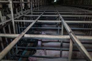Sows in sow stalls - Captured at Midland Bacon, Carag Carag VIC Australia.