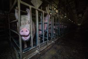 Sows in sow stalls - Captured at Midland Bacon, Carag Carag VIC Australia.