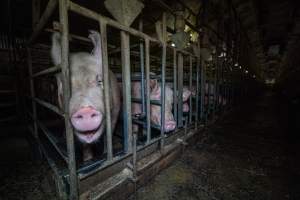 Sows in sow stalls - Captured at Midland Bacon, Carag Carag VIC Australia.