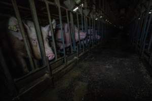 Sows in sow stalls - Captured at Midland Bacon, Carag Carag VIC Australia.