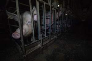 Sows in sow stalls - Captured at Midland Bacon, Carag Carag VIC Australia.