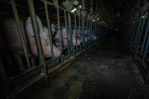 Sows in sow stalls - Captured at Midland Bacon, Carag Carag VIC Australia.