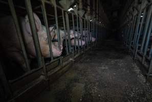 Sows in sow stalls - Captured at Midland Bacon, Carag Carag VIC Australia.