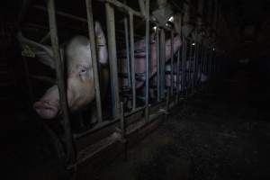 Sows in sow stalls - Captured at Midland Bacon, Carag Carag VIC Australia.