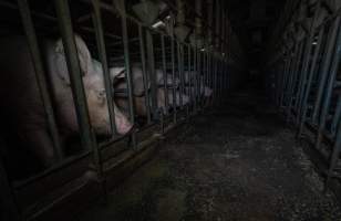 Sows in sow stalls - Captured at Midland Bacon, Carag Carag VIC Australia.