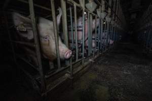 Sows in sow stalls - Captured at Midland Bacon, Carag Carag VIC Australia.