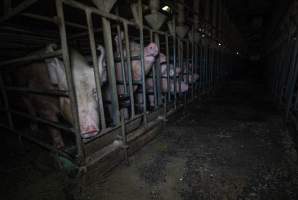 Sows in sow stalls - Captured at Midland Bacon, Carag Carag VIC Australia.