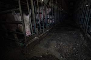 Sows in sow stalls - Captured at Midland Bacon, Carag Carag VIC Australia.