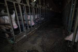 Sows in sow stalls - Captured at Midland Bacon, Carag Carag VIC Australia.