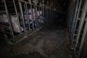 Sows in sow stalls - Captured at Midland Bacon, Carag Carag VIC Australia.