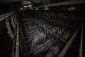 Sows in sow stalls - from above corner - Wide view looking down shed - Captured at Midland Bacon, Carag Carag VIC Australia.