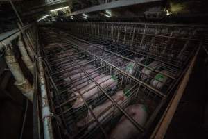Sows in sow stalls - from above corner - Wide view looking down shed - Captured at Midland Bacon, Carag Carag VIC Australia.