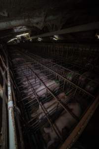 Sows in sow stalls - from above corner - Wide view looking down shed - Captured at Midland Bacon, Carag Carag VIC Australia.