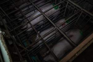 Sows in sow stalls - from above - Captured at Midland Bacon, Carag Carag VIC Australia.