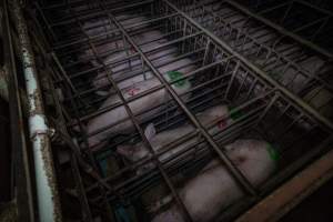 Sows in sow stalls - from above - Captured at Midland Bacon, Carag Carag VIC Australia.