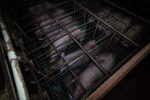 Sows in sow stalls - from above corner - Captured at Midland Bacon, Carag Carag VIC Australia.