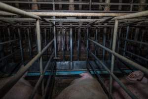 Sows in sow stalls - Captured at Midland Bacon, Carag Carag VIC Australia.