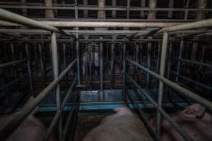 Sows in sow stalls - Captured at Midland Bacon, Carag Carag VIC Australia.