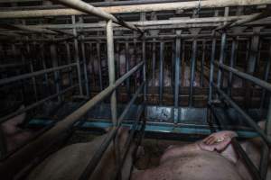 Sows in sow stalls - Captured at Midland Bacon, Carag Carag VIC Australia.