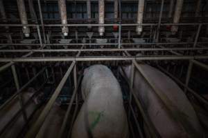 Sows in sow stalls - from behind - Captured at Midland Bacon, Carag Carag VIC Australia.