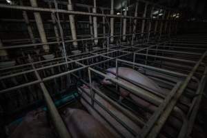 Sows in sow stalls - Captured at Midland Bacon, Carag Carag VIC Australia.