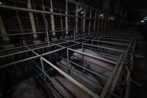 Sows in sow stalls - Captured at Midland Bacon, Carag Carag VIC Australia.