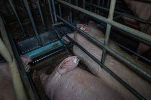 Water spraying on sows in sow stalls - Captured at Midland Bacon, Carag Carag VIC Australia.