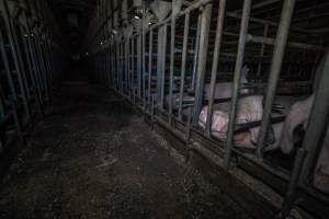 Sows in sow stalls - Captured at Midland Bacon, Carag Carag VIC Australia.