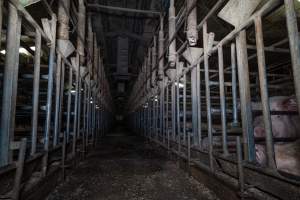 Sows in sow stalls - Captured at Midland Bacon, Carag Carag VIC Australia.