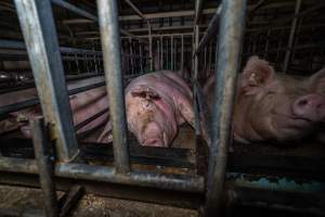 Sows in sow stalls - Captured at Midland Bacon, Carag Carag VIC Australia.