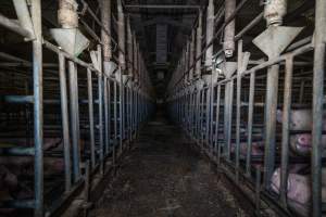 Sows in sow stalls - Captured at Midland Bacon, Carag Carag VIC Australia.