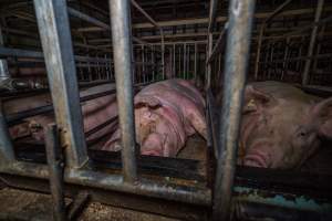 Sows in sow stalls - Captured at Midland Bacon, Carag Carag VIC Australia.