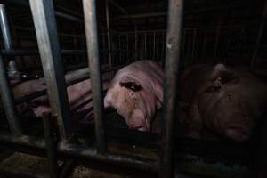 Sows in sow stalls - Captured at Midland Bacon, Carag Carag VIC Australia.