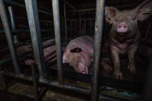 Sows in sow stalls - Captured at Midland Bacon, Carag Carag VIC Australia.