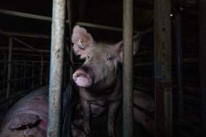 Sows in sow stalls - Captured at Midland Bacon, Carag Carag VIC Australia.