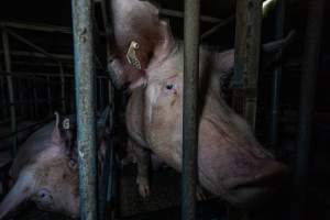 Sows in sow stalls - Captured at Midland Bacon, Carag Carag VIC Australia.