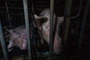 Sows in sow stalls - Captured at Midland Bacon, Carag Carag VIC Australia.