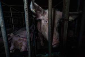 Sows in sow stalls - Captured at Midland Bacon, Carag Carag VIC Australia.