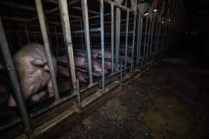 Sows in sow stalls - Captured at Midland Bacon, Carag Carag VIC Australia.