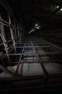 Sows in sow stalls - Captured at Midland Bacon, Carag Carag VIC Australia.