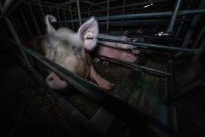 Sows in sow stalls - Captured at Midland Bacon, Carag Carag VIC Australia.